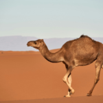 camel